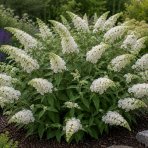 Budleja Dávidova (Buddleja Davidii) 'LITTLE WHITE BUTTERFLY CANDY'® - výška 10-20 cm, kont. C2L